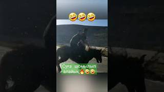 😱🤣😱Суға кеттік🤣😱🤣 #compilation #horse #horseriding #war #rek #кокбору #финиш #хочу #көкпар #лошади