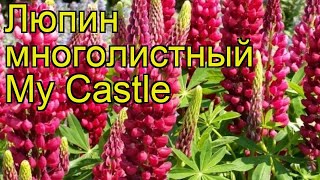 Люпин многолистный Май Кастл. Краткий обзор, описание lupinus polyphyllus russell hybrids My Castle