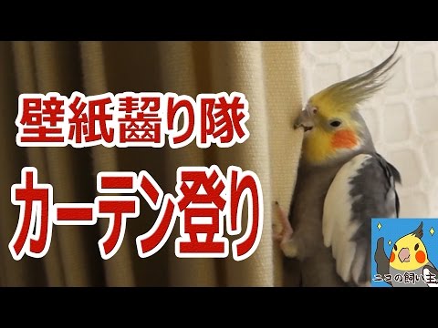 カーテンをよじ登って壁紙を毟り取るオカメインコ Youtube