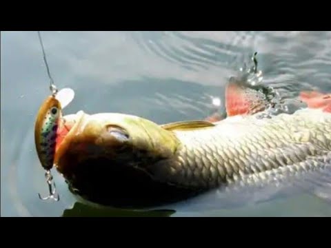 დიდი ქაშაპები ზედაპირულ სატყუარაზე(სპინინგით თევზაობა)