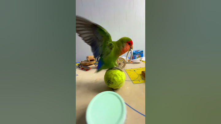 Bird Training : Smart lovebird Parrot | Smart Little Cute Parrot #training #smartparrot #cute