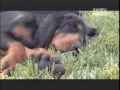 COONHOUND BLACK - ABC CANINO - 101 DOGS - ESPAÑOL の動画、YouTube動画。