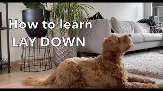 How to teach your dog 'lay down'? by Doodle Koda 246 views 1 year ago 1 minute, 44 seconds