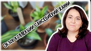 Обзор моей коллекции сансевиерий ханни