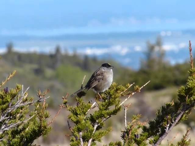 Golden-crowned Sparrow song class=