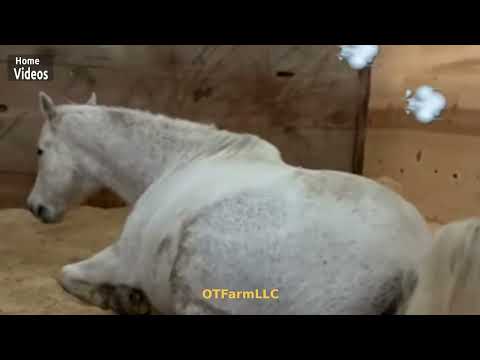 Home Videos - Horse Fart Nr.18