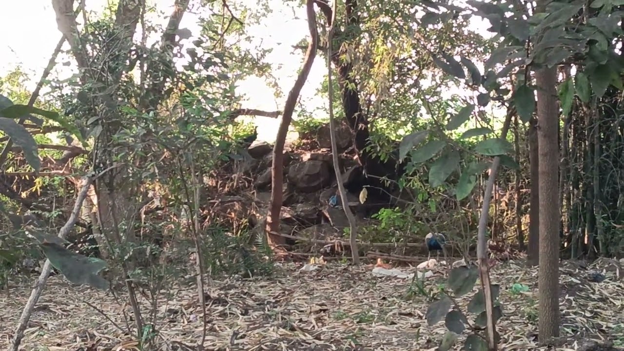 पक्षियों के प्राकृतिक आवाज जिसका एक छोटा सा वीडियो आपके सामने पेश है सोनगुराडिया इंदौर मध्य प्रदेश