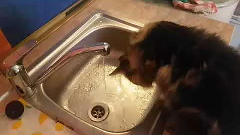 Watch the video about Curious Maine Coon + Norwegian Forest Cat "Frodo" is having fun with water