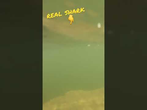 Real Shark in