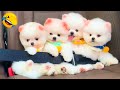 Cute pomeranian puppies doing funny things 6  cute and funny dogs  box studios