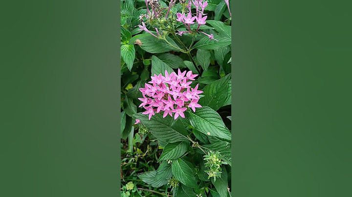 [ Pink Flowers of Pentas ]  粉红花繁星   粉红花繁星 - 天天要闻