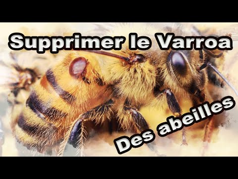 Comment supprimer le varroa de ses ruches ? #Apiculture ~~apilife var~~