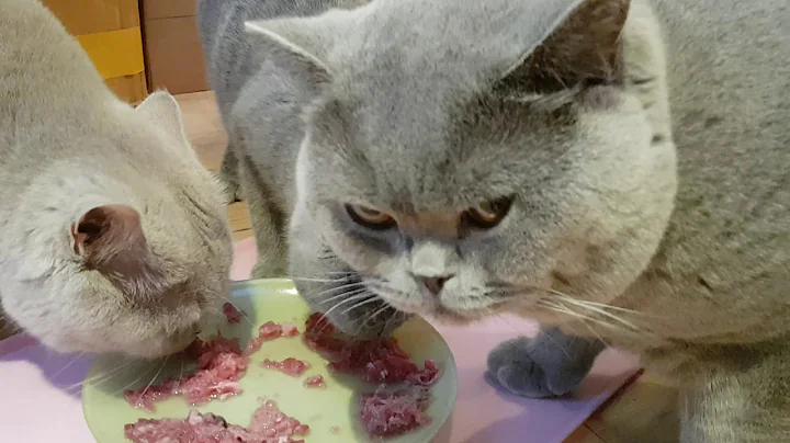 Video 744531: lilac british shorthair cat, big british shorthair cat, british shorthair lilac boy, british shorthair female, cat eating