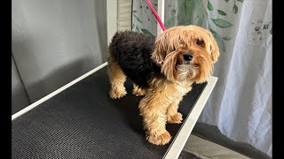 SandyPawsDogSpa is live grooming Yuri the Yorkie!