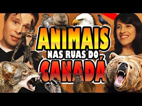 Vídeo: Que Animais Vivem No Canadá