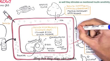 [Eng-VietSub] Pharmacology  Diabetes Medication- Thuốc điều trị tiểu đường tuýp 2 (Dược lý)
