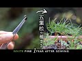 五葉松の種まき～1年後の成長記録【Bonsai diary 盆栽日記 11/20】初心者の簡単盆栽の作り方 やり方 goyomatsu white pine Sowing seeds EOS R5