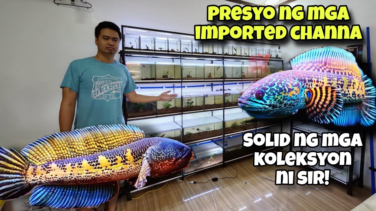 IBA’T IBANG KLASE NA MGA IMPORTED CHANNA FISH !GRABE ANG ANGAS NG MGA KOLEKSYON NI SIR!!😱😱😱