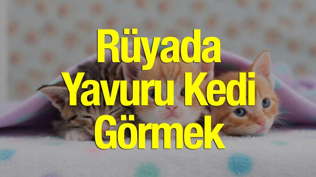 ruyada yavru kedi gormek nasil yorumlanir ruyada yavru kedi olusu youtube