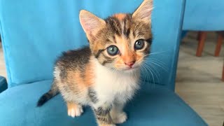 Blueeyed calico kitten plays incredibly cute