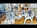 【大乱闘】ハスキー3匹とパパ1人で留守番したら想像以上に過酷だった・・笑 【シベリアンハスキー】