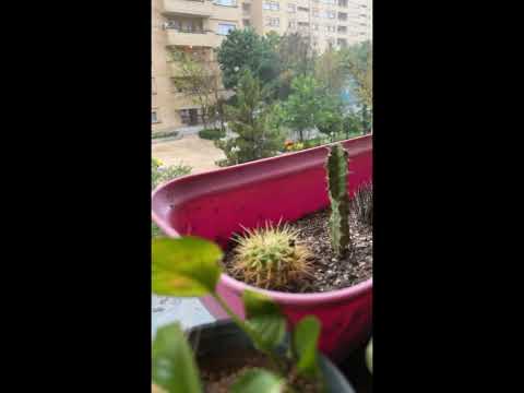 باران تابستانی در هوای نردیک به ۴۰درجه 