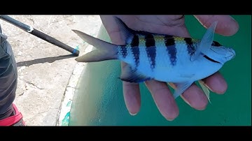 Trở lại hải đăng đèn xanh câu cá biển