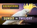 Birdwatching Sunset to Twilight. Brisbane, Australia