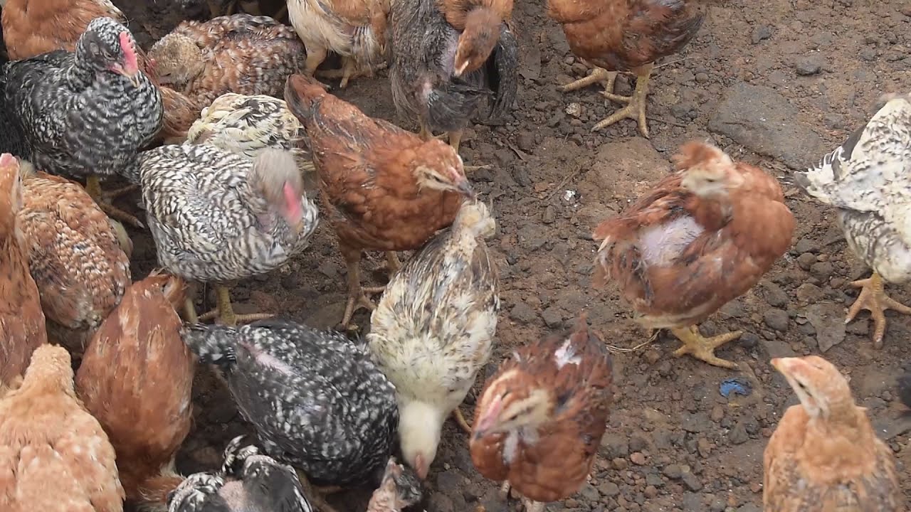 Vadalur Pets Market / வடலூர் செல்ல பிராணிகளுக்கான சந்தை