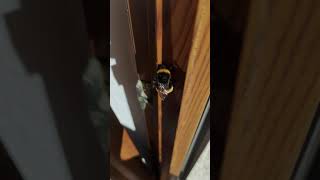 Bumblebee cleaning itself in 4k