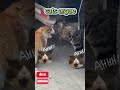 Funny cat