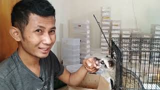 Jual musang pandan murah ‼️