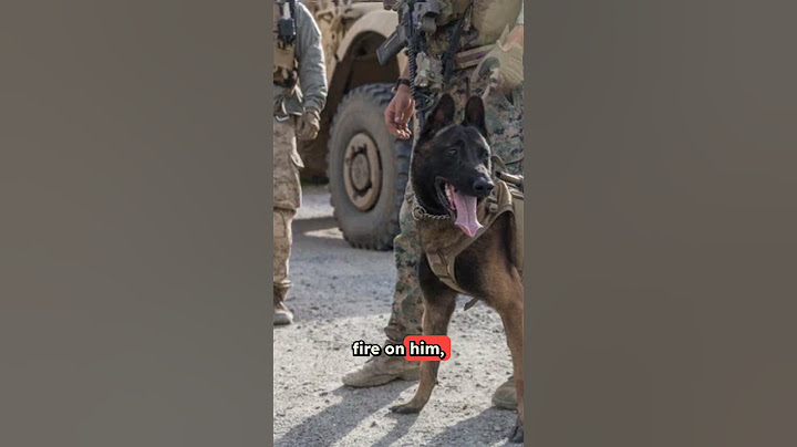Hero K9 Maiko Sacrificed His Life to Save His Ranger Team in Afghanistan