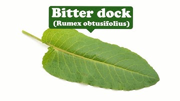 Healing, Fertility, Money, Cleansing--Bitter dock