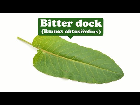 Bitter Plants Benefits