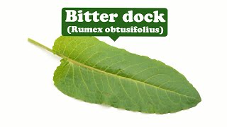 Healing, Fertility, Money, Cleansing--Bitter dock