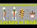 Vertebral Column and Spinal Cord: Lecture in Hindi