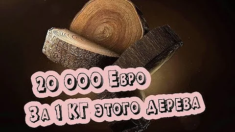 САМОЕ ДОРОГОЕ ДЕРЕВО В МИРЕ ! И ЧЕМ ЖЕ ОНО ТАК ЦЕНИТСЯ? УДОВОЕ ДЕРЕВО!