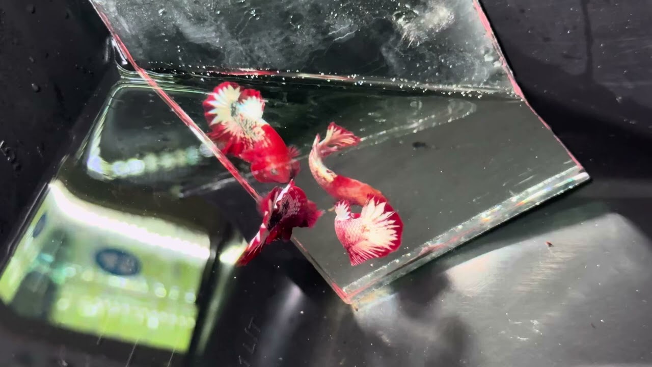 Cá Betta fancy copper fom đẹp cặp 100k zl 0964716942