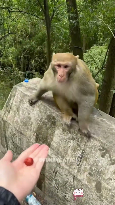 Funny monkey #funnyvideo #funny #funnyanimal #pets #funnypet #monkey