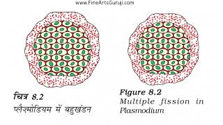 5 top hidden diagram of How Do Organisms Reproduce !