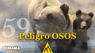 ENCOUNTER with BEARS in ROMANIA, It's a Problem | Episode 59 | Van Life