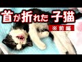 首の骨が折れた全身麻痺子猫の、32日間のドキュメンタリー動画。
