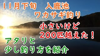 １１月下旬　入鹿池　ワカサギ釣り　２００匹越えた！この日のアタリ、釣り方を紹介