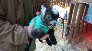 Precious Newborn Pygmy Kids  Goats in Coats Angry Squeels!