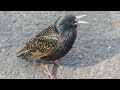 Starling birds variety of calls and sounds