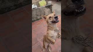 This Dog Will Never Trust Him Again