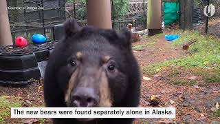Black bear cubs join the sleuth at the Oregon Zoo