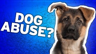A Dog&#39;s Purpose Animal Abuse: PETA Responds
