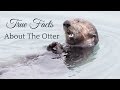 True Facts About The Otter